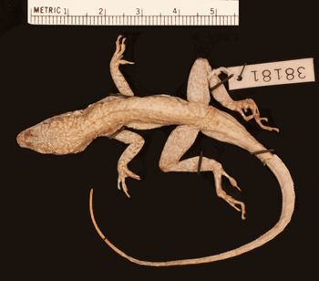 Media type: image;   Herpetology R-38181